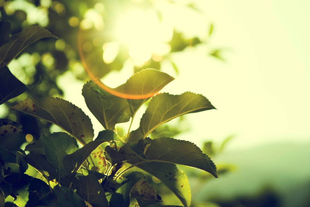 Rayon de soleil qui passe à travers une branche d’arbre en feuilles