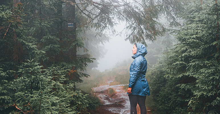 Image de brouillard dans la forêt