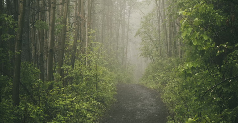 Image de brouillard dans la forêt