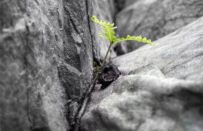Petite plante poussant dans la fissure d’une roche
